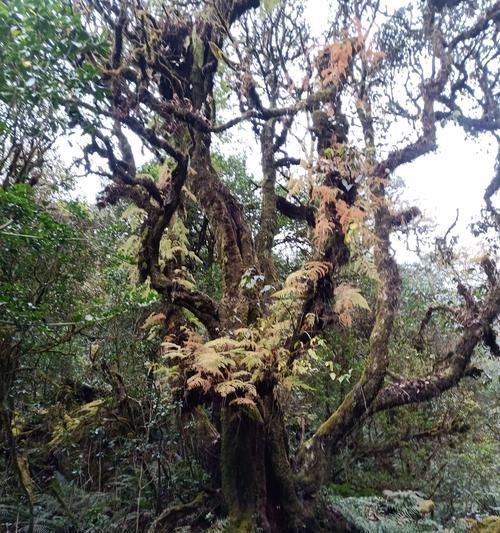 探秘常绿阔叶林（物种多样性与生态功能）