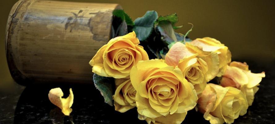 黄玫瑰花语（传递温暖与忠诚的黄玫瑰，以及它的花语寓意）