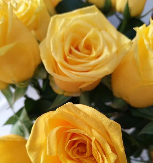 黄玫瑰的象征意义（探寻黄玫瑰背后的花语）