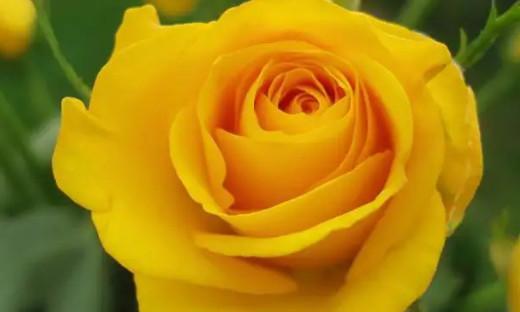 黄玫瑰的象征意义（探寻黄玫瑰背后的花语）