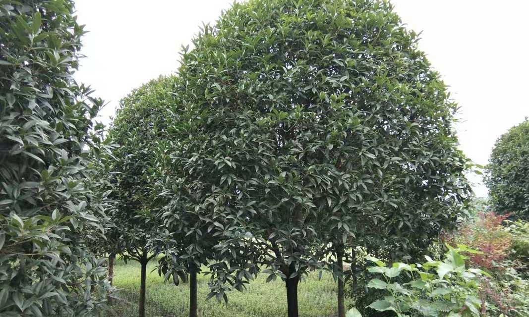 如何种植桂花树（桂花树种植方法详解）