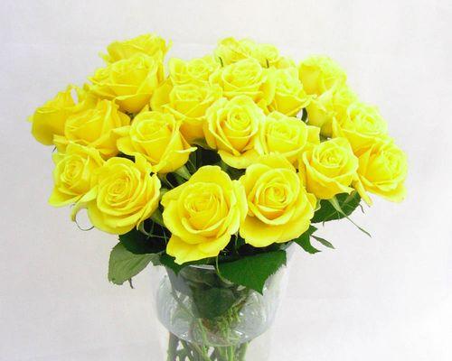 黄蔷薇花语及代表意义（探寻黄蔷薇的心意，美丽中蕴含的情感和象征）