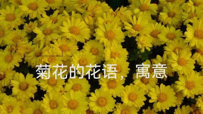 以黄色雏菊的花语和寓意为主题的文章（探索黄色雏菊的花语和寓意，传递积极向上的能量）