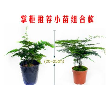 云竹叶子发黄的原因与处理方法（发黄如何处理？学会这些方法轻松解决云竹叶子黄化问题）