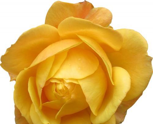 黄色玫瑰的象征意义（探索黄色玫瑰的独特寓意与文化传承）