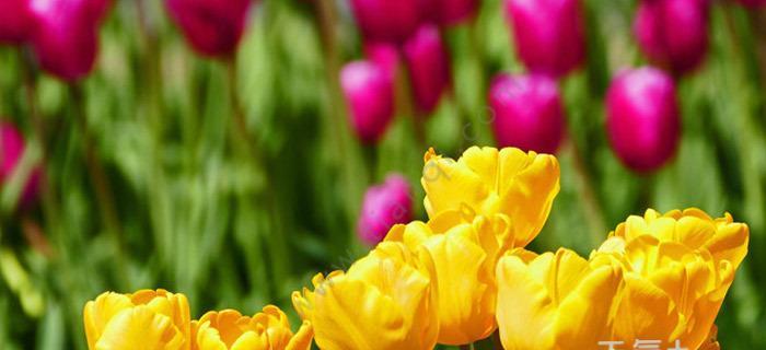 黄色郁金香的花语——向阳的希望（秋日的黄色，为生命注入温暖）