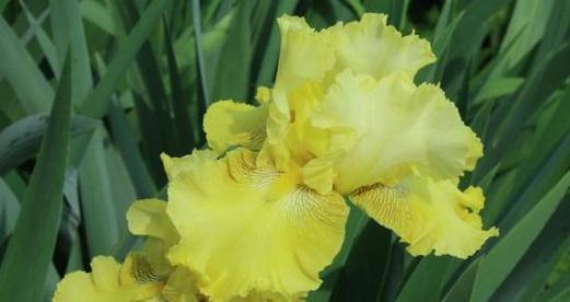 黄色鸢尾花的花语及象征意义（阳光与希望的代表——黄色鸢尾花）