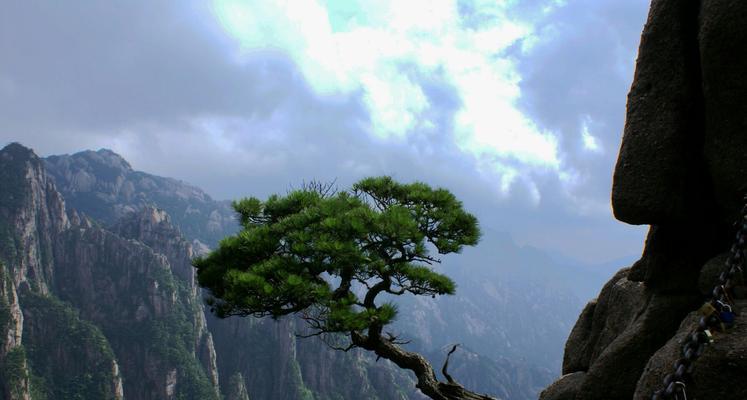黄山松（以黄山松为象征的生命意义）