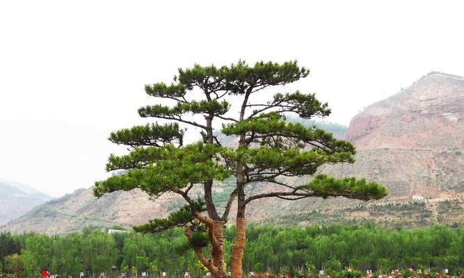 黄山松（以黄山松为象征的生命意义）