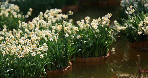 黄水仙花语-寓意与传说（探索黄水仙花的花语和背后的神话故事）