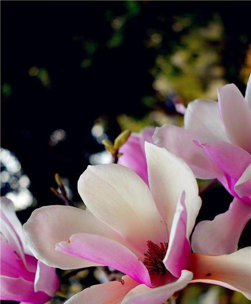 黄玉兰花之美——寓意与意义（传递祝福的花朵，愿吉祥永驻）