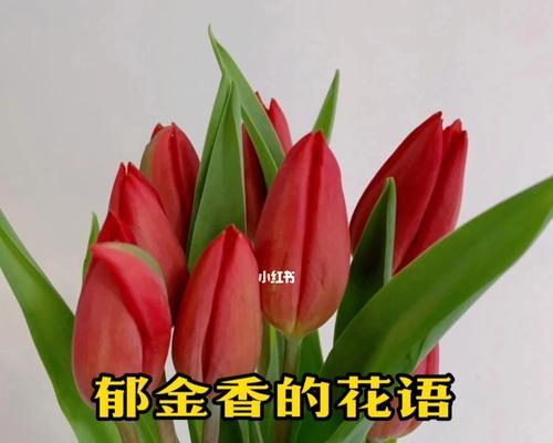 黄郁金香的花语-光明与希望（传递阳光的花朵，让人心生希冀）