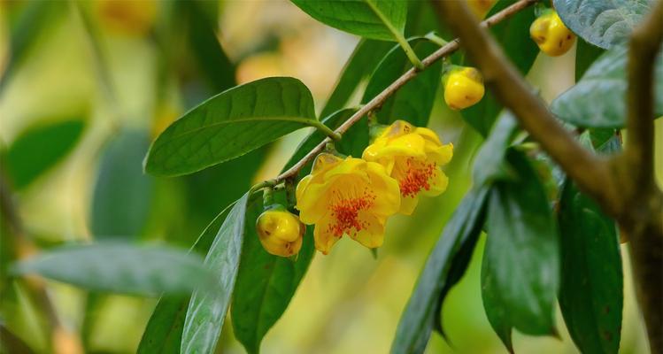 活化石植物——古老生命的见证（揭示生命进化之谜，重构古代生态场景）