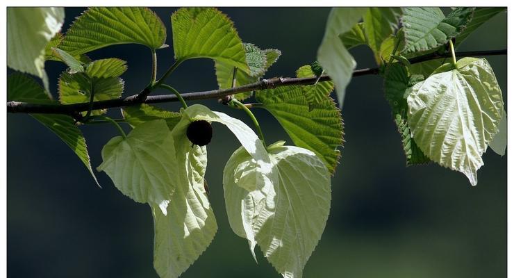 活化石植物——古老生命的见证（揭示生命进化之谜，重构古代生态场景）