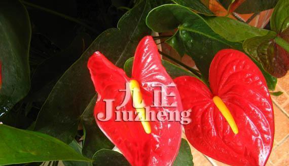 火鹤花与其花语的深意（探寻火鹤花的神秘力量，以及它们所传递的花语）