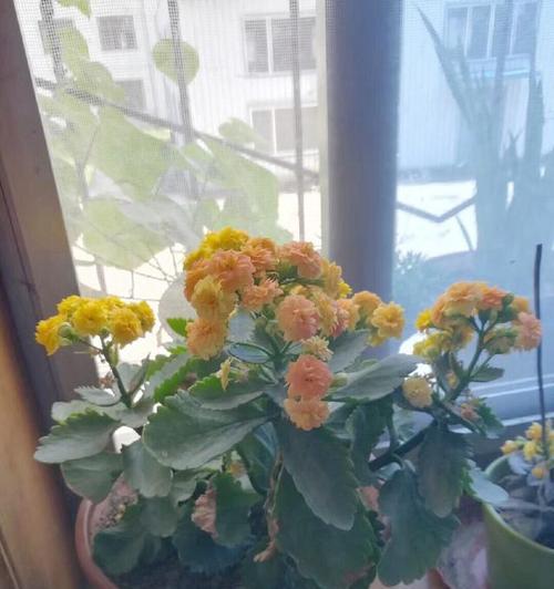 长寿花开花后的修剪技巧（养护长寿花，让花期更长）