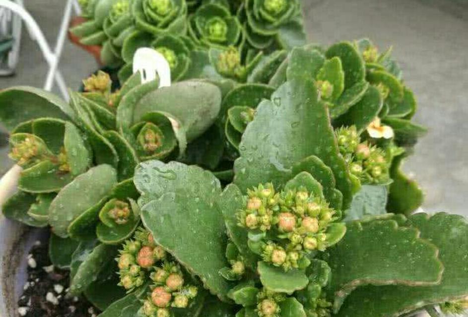 长寿花开花后的修剪技巧（养护长寿花，让花期更长）