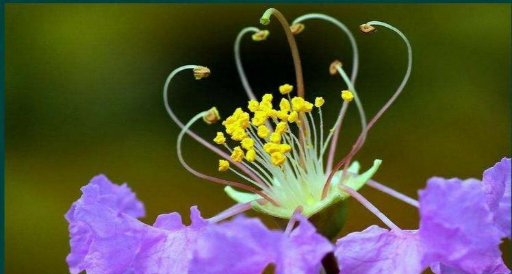 火花兰花的寓意与象征（探寻火花兰花的花语与传承）