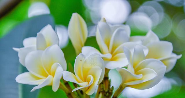 鸡蛋花的花语——蕴藏生命的希望（以鸡蛋花为代表的花朵传递着独特的寓意和情感）