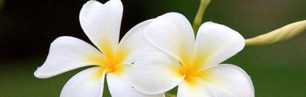 鸡蛋花的花语——蕴藏生命的希望（以鸡蛋花为代表的花朵传递着独特的寓意和情感）
