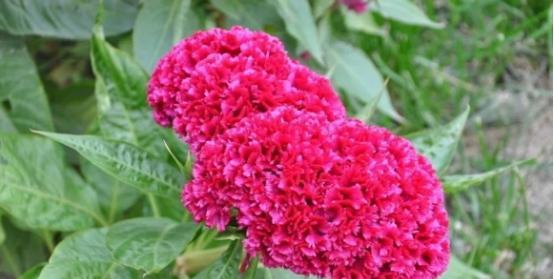 鸡冠花的花语（用鸡冠花传达心意，世界因爱而更美好）