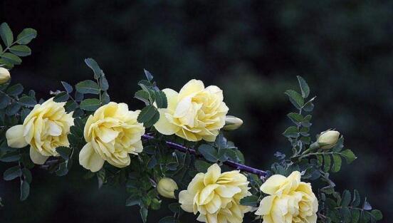 如何成功养殖美丽的蔷薇花（掌握关键技巧，让你的花园充满浪漫气息）