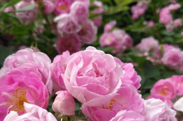如何成功养殖美丽的蔷薇花（掌握关键技巧，让你的花园充满浪漫气息）