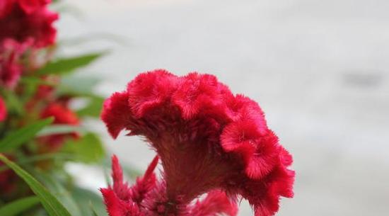 鸡冠花（绽放鲜艳的鸡冠花，传递无尽的爱与激情）