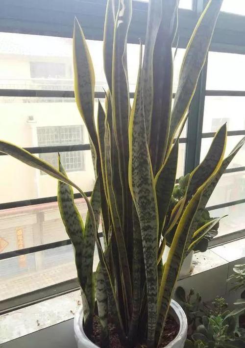 虎皮兰是非常好养的室内植物（一起来了解虎皮兰的养护方法吧！）
