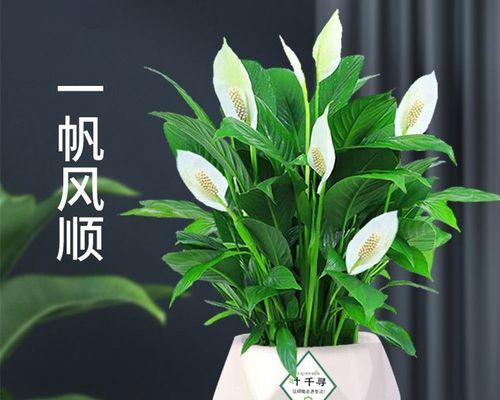 探秘白掌植物的神奇之处（白掌植物的分类、生长环境、药用价值、繁殖方法以及养护技巧）