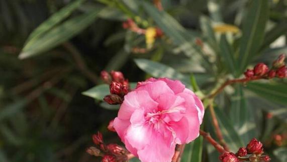 夹竹桃花语之美丽与毒性（揭秘夹竹桃花背后的花语之谜）