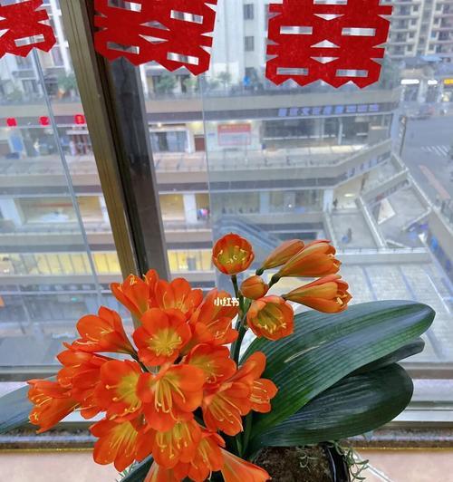 君子兰花开寓意大吉祥（君子兰花开的芬芳与美好）