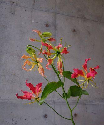 嘉兰花语解读（嘉兰花语是什么意思？嘉兰花与爱情的神秘联系）