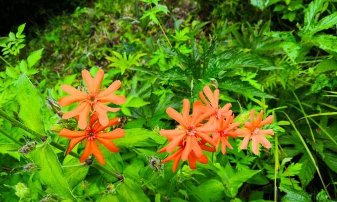 剪秋萝花语，传递深情厚意（以剪秋萝花语传递温暖和爱意）