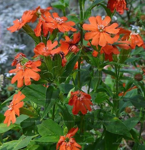 剪秋萝花语，传递深情厚意（以剪秋萝花语传递温暖和爱意）