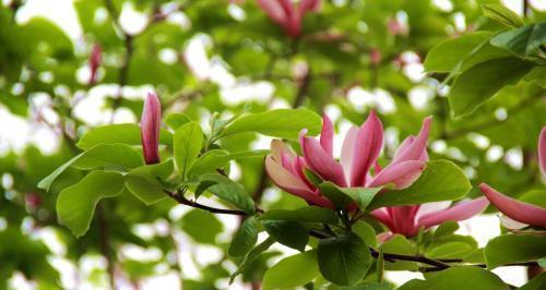 广玉兰——追寻自然之美的花卉（走进广玉兰的世界，感受自然之美）