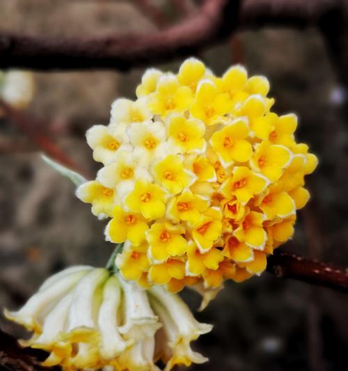 以结香的花语及传说（美丽花海的神秘花朵——以结香）