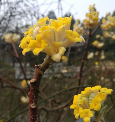 以结香的花语和传说故事（传递永恒和忍耐的美丽——以结香的花语与传说故事）