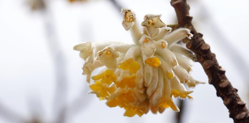以结香花的寓意和风水（揭开以结香花的神秘面纱，了解其寓意和风水禁忌）