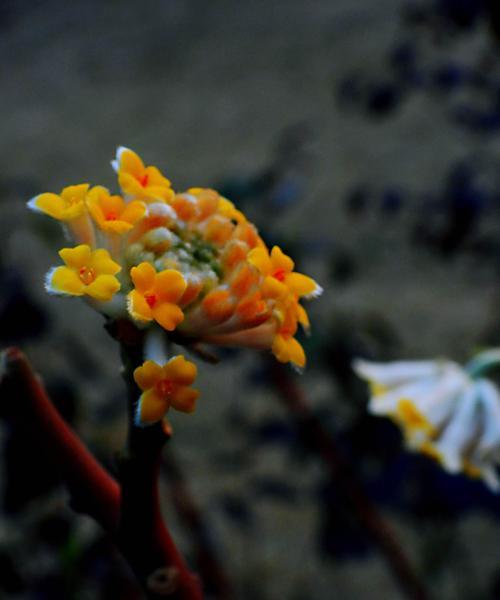 以结香花的寓意及象征意义（探寻香花结香的奥秘，品味生活中的芬芳）