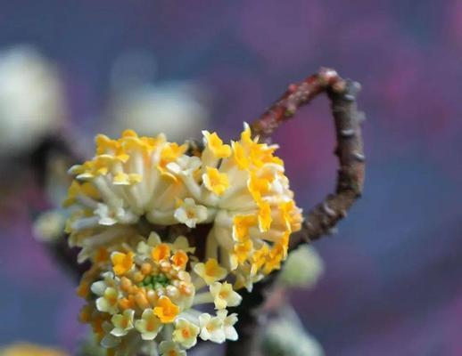 以结香花花语的含义及传承（传递情感的花朵）