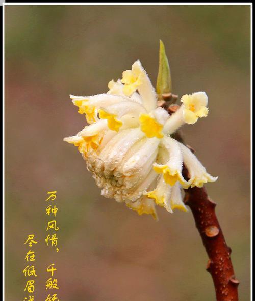 以结香花语的深刻寓意（传递爱与祝福的花语之美）