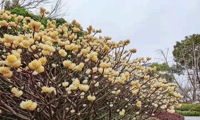 以结香花语的深刻寓意（传递爱与祝福的花语之美）