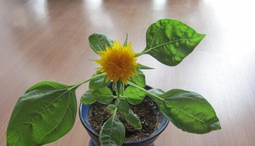 太阳花盆栽的种植技巧（打造美丽花园的关键）