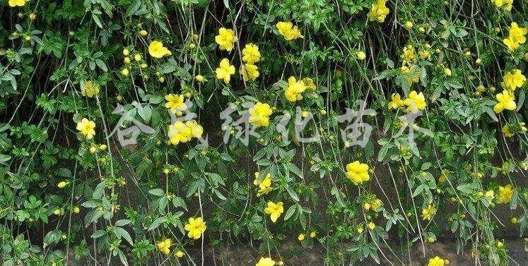 迎春花移栽后即将干枯，救治详解！（怎么办？6步操作拯救迎春花，赶快行动吧！）