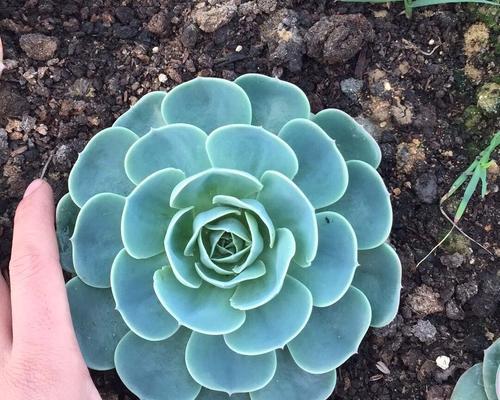 种植多肉植物的技巧与方法（探秘多肉植物的养殖之道）