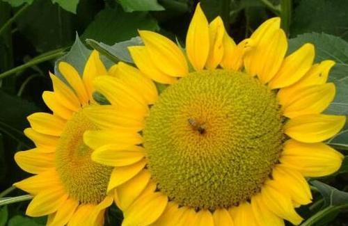 详解向日葵品种（探究向日葵的种类、花语以及栽培技巧）