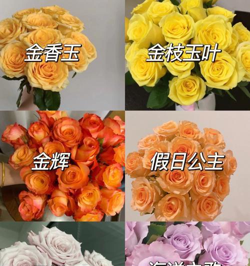 金玫瑰花语的含义与传承（探究金玫瑰代表的情感与价值观）