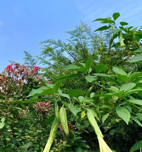 金色曼陀罗花的花语与传说（揭秘金色曼陀罗花的神秘力量与美丽故事）