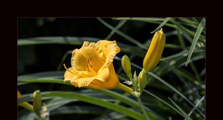 金娃娃萱草的花语与意义（揭示金娃娃萱草的花语传统及象征意义）